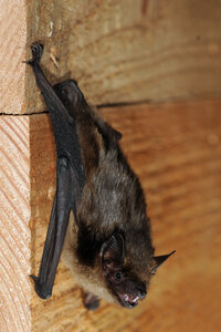 Foto: Dr. Christian Dietz