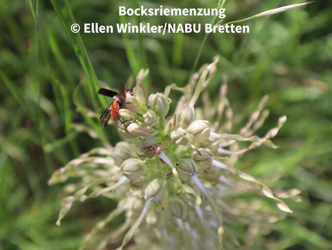 Bocksriemenzunge
